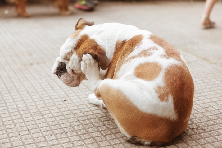 english bulldog Puppy Scratching ear