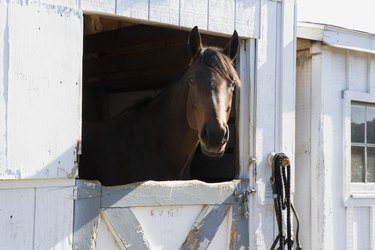 Horse in barn