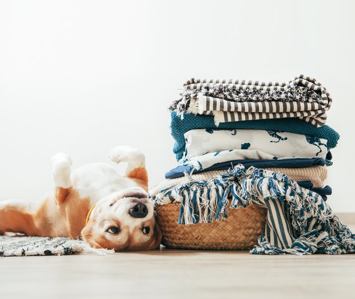 Beagle dog lies on floor near the basket with laundry