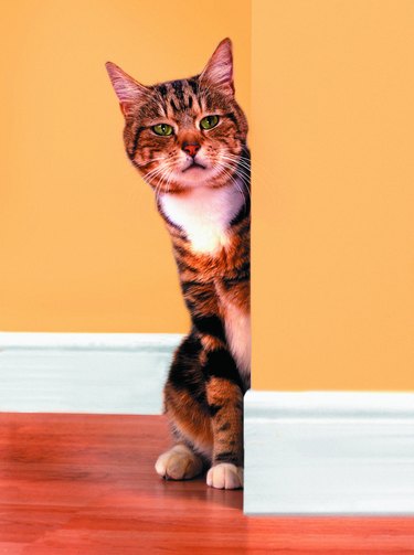How to Repair Cat Scratches on Wallpaper