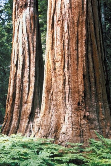 Is Sierra Redwood a Hard or Soft Wood?