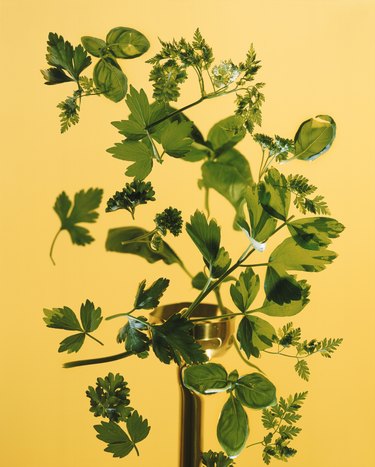 Chervil and Cilantro on yellow background, close-up
