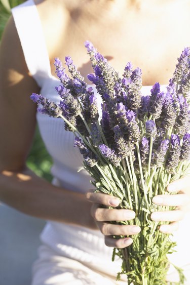 Woman Holding Bunch of Lavender Blossoms
