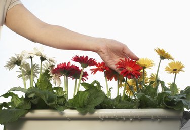 Woman touching gerbera flowers in pot, close-up of hands