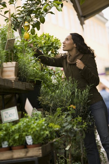 lifestyle shot of a young adult woman as she shops for various trees and plants in an outdoor market