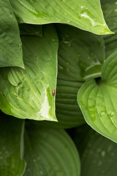 Lady beetle and raindrops on Hosta leaves