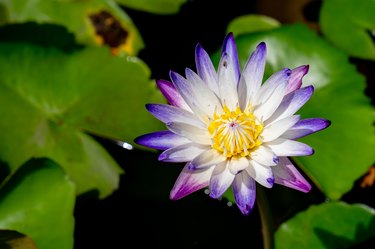 Waterlily or lotus flower, purple and white petal of lotus flower on blurred background, green leaf in dark water of river, top view photo
