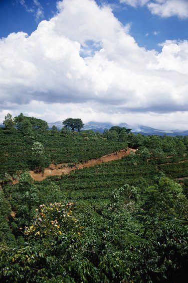 Coffee beans field, Costa Rica