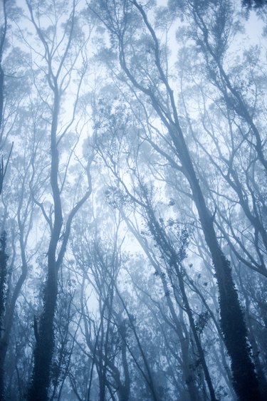 Eucalyptus tree branches in fog, low angle view