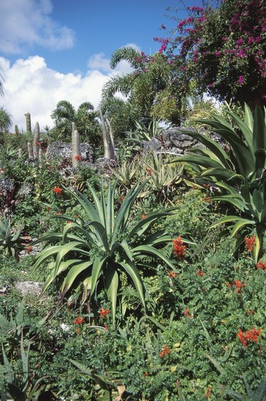 Blooming plants in tropical forest