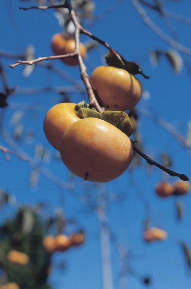 Persimmons on a tree