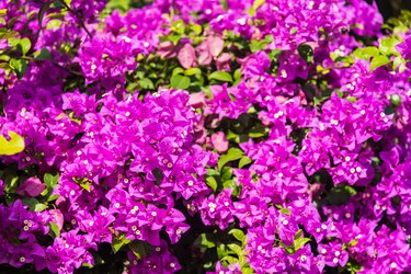 close up of pink bougainvillea background
