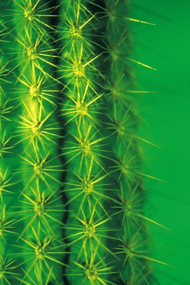 Detail of cactus
