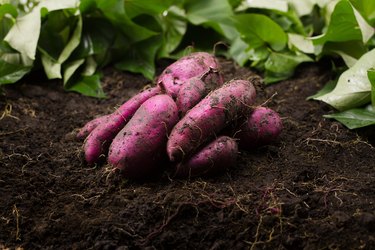Grow and Harvesting sweet potato