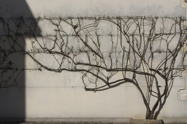 Tree growing on a wall