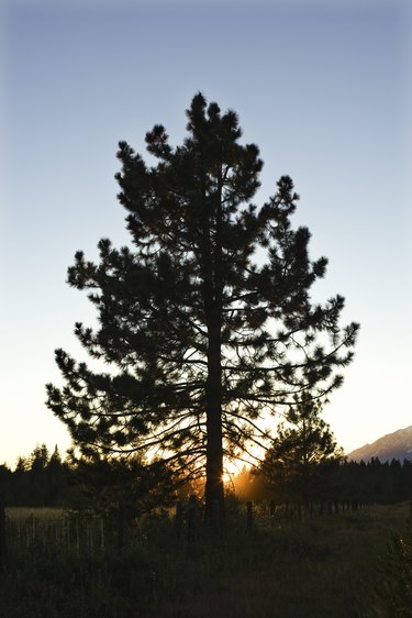 Tree at Mount Shasta, California