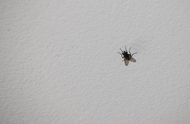 A fly on the white ceiling of room