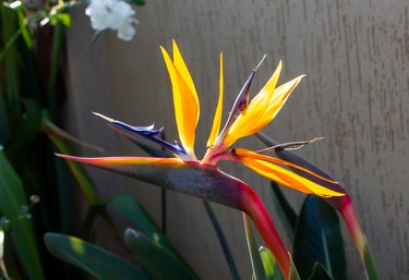 Bird of paradise flower also known as Strelitzia