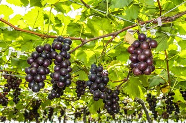 ripe grapes fruit growing in the vineyard