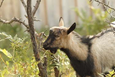 gray goat eating bark