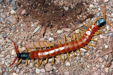 Household Remedies to Kill Centipedes