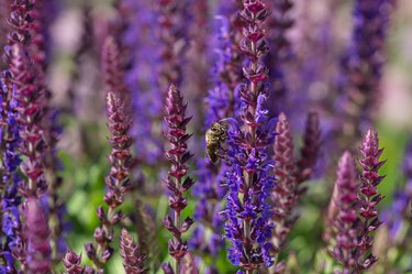close-up of a honeybee harvesting on blue and purple sage blossoms with blurry background