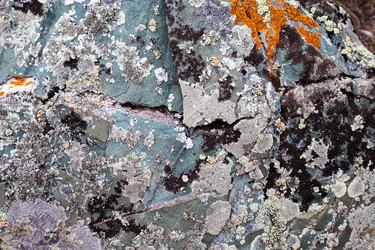 Moss and lichen growing on grey rock. Natural texture background with bright colorful vegetation on stone.