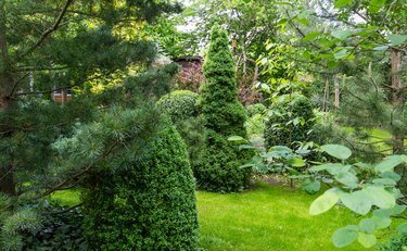 Landscaped garden with evergreens and lawn in spring time. Many boxwood trees Buxus sempervirens with young green foliage.  Picea glauca Conica and  Pinus parviflora Glauca in Peaceful atmosphere.