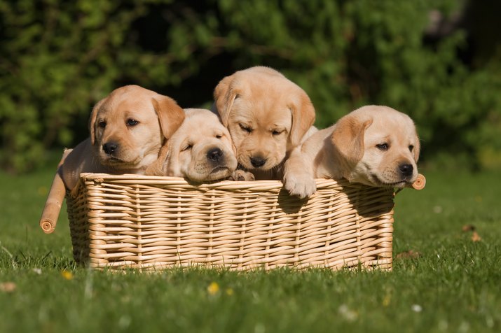 labrador puppys in a basket