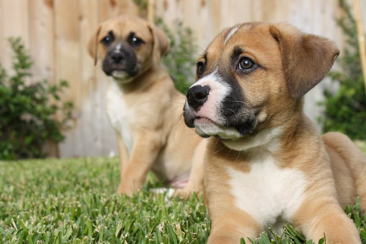 Curious boxer puppies
