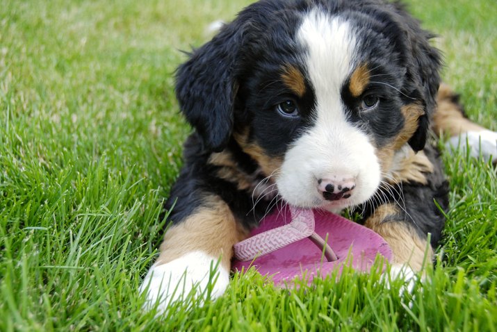Bernese puppy plays with flip-flops.