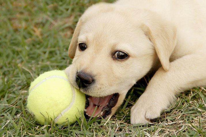 Labrador puppy playing with ball outdoors